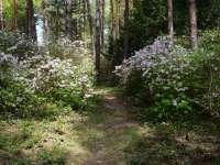 Május - kötelező kirándulás a Jeli Arborétumba Május - kötelező kirándulás a Jeli Arborétumba