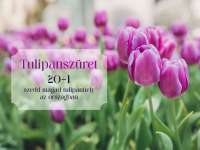 Tulipánszüretre fel! 20+1 szedd magad tulipánhely az országban
